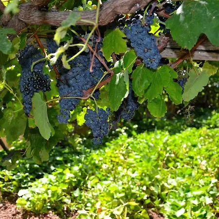 Casa D' Avo Zeza * 자르딤 도 마르