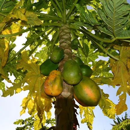 Casa D' Avo Zeza Jardim do Mar