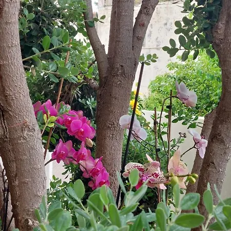 Casa D' Avó Zeza * Jardim do Mar