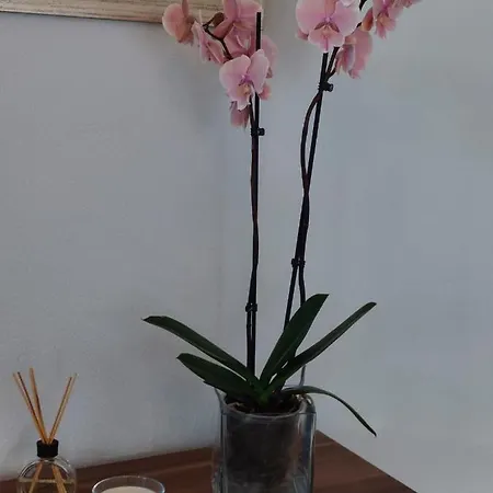 Casa D' Avo Zeza * ז'ארדים דו מאר
