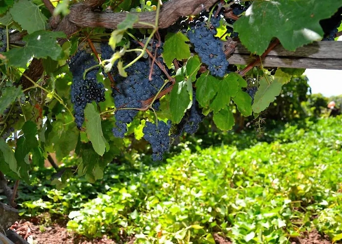 Casa D' Avo Zeza * ジャルディン・ド・マール