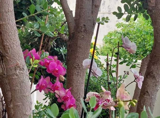 Casa D' Avo Zeza * ジャルディン・ド・マール